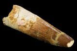 Bargain, Spinosaurus Tooth - Real Dinosaur Tooth #124289-1